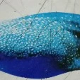ikan paus