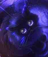 Magical Cat/Rin