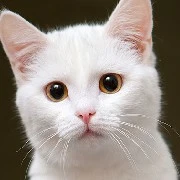 Xiao Xu as cat