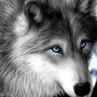 Mist{Fei First Wolf🐺Pet}