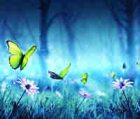 Butterflies 🦋 