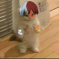 todoroki (gato)