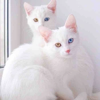 Summer&Fall(Pet twins of Sky)