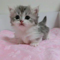 แอด