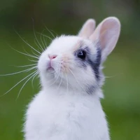 Bunny (Jungkook)
