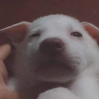 𝒂𝒖𝒕𝒉𝒐𝒓