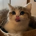 Meow Athour ✨