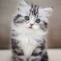 Nova(Kitty)