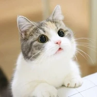Catty