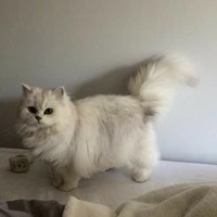 Natty