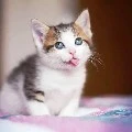 Adek Si Oren