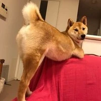 เปา