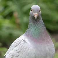 Peigon