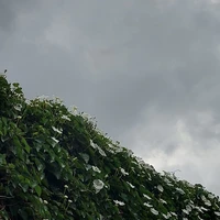 Desconocido