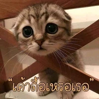 ✨แอด✨