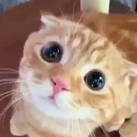 meow