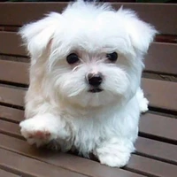 sammy