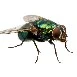 poisonous fly