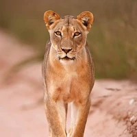laura lion(lauren)