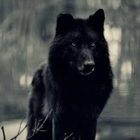 Jackson wolf(roar)