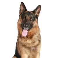 Rocko
