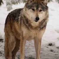 ANDRE [forma lobo]