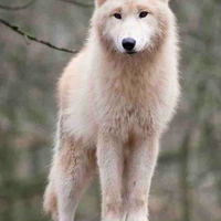 ELIOT [forma lobo]