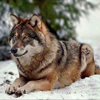 MATIAS [forma lobo]