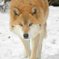 IMARA [forma lobo]