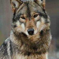 DAVID [forma lobo]