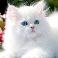 Moon (Moonie)