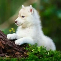 max ( lobo hijo de Egan)