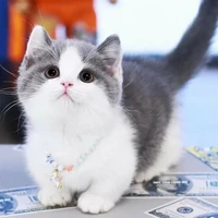 ซินดี้(ลูกสาวธิชา)