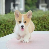 อชิ(ลูกชายเจเจ)
