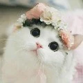 มิว/แมว