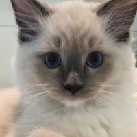 นาวา(นารายณ์​ร่างแมว)​