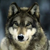 Lobo de Jin