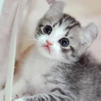 Kucing Ucul