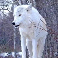 🐺