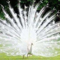 🦚