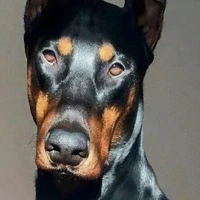 The Dog