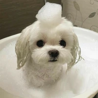 Dalgom