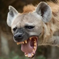 Hyena 1