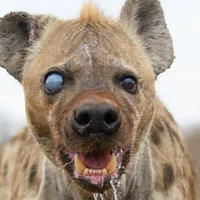 Hyena 2
