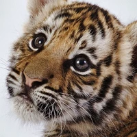 Tiger cub