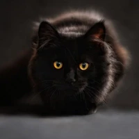 kucing baji