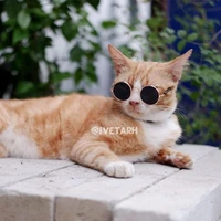kucing shinichiro1