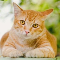 kucing sinichiro2