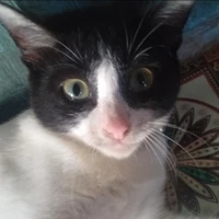 kucing mikey