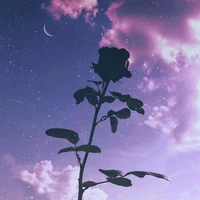 Autora•••❁